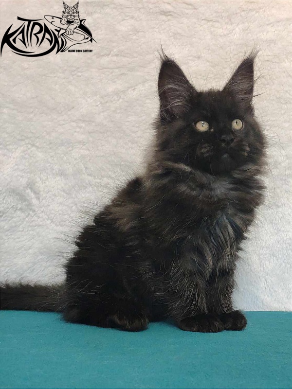 Katran Ostin - Kitten maine-coon 3 months