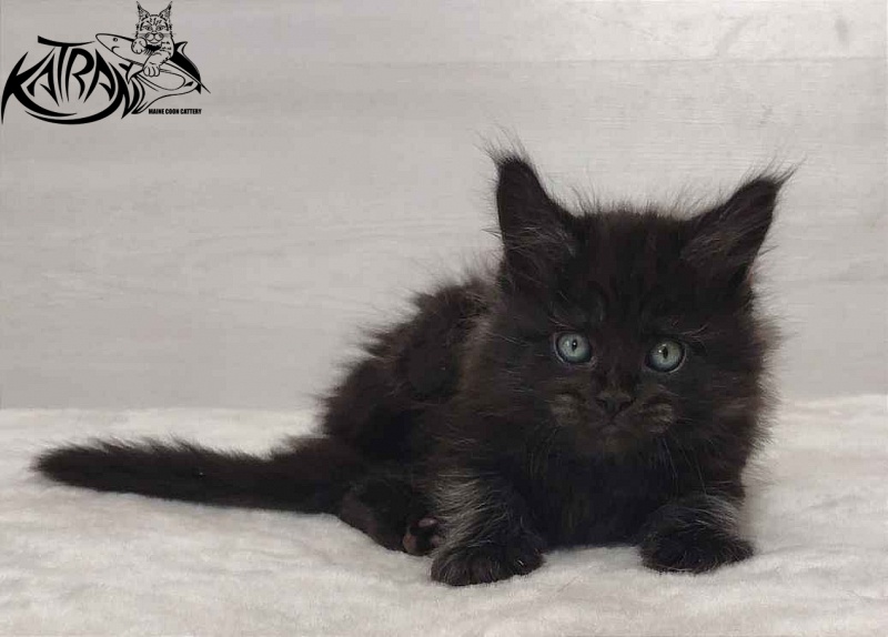 Katran Ostin - Kitten maine-coon 1 month 2 weeks
