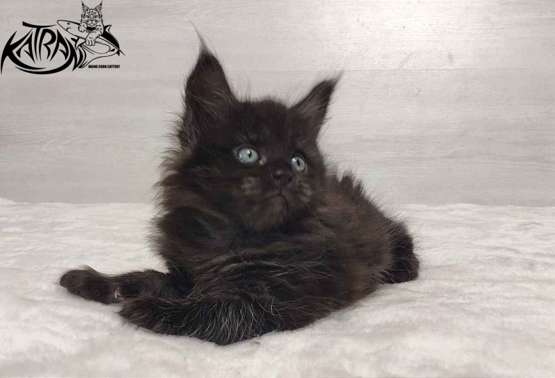 Katran Ostin - Kitten maine-coon 1 month 2 weeks