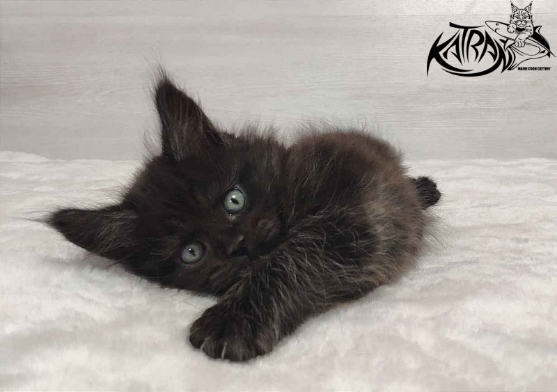 Katran Ostin - Kitten maine-coon 1 month 2 weeks