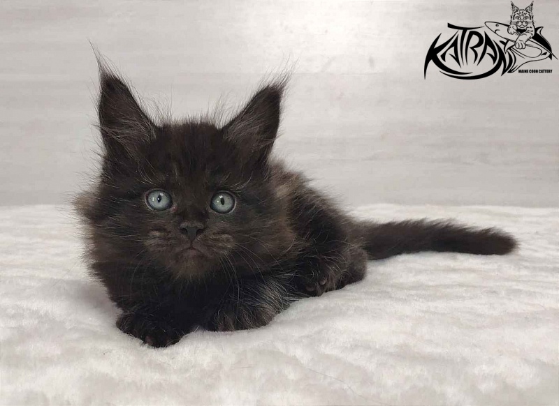 Katran Ostin - Kitten maine-coon 1 month 2 weeks