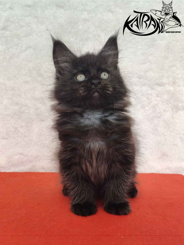 Katran Ostin - Kitten maine-coon 2 months