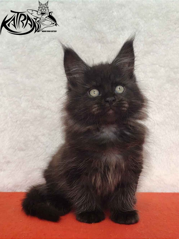 Katran Ostin - Kitten maine-coon 2 months