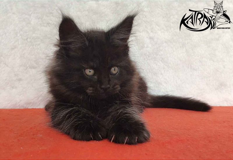 Katran Ostin - Kitten maine-coon 2 months
