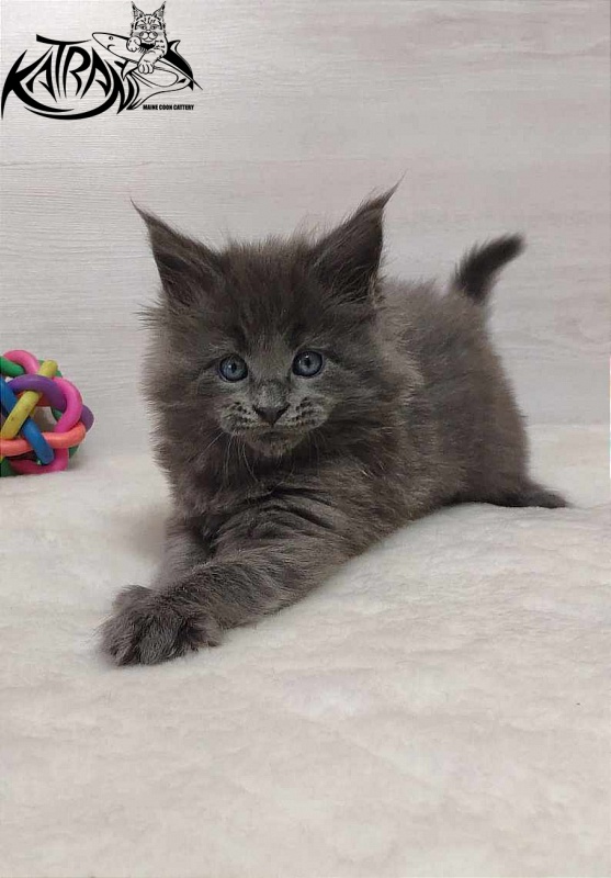 Katran Perseus - Kitten maine-coon 1 month