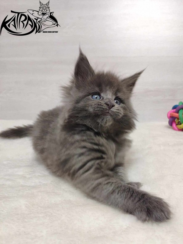 Katran Perseus - Kitten maine-coon 1 month