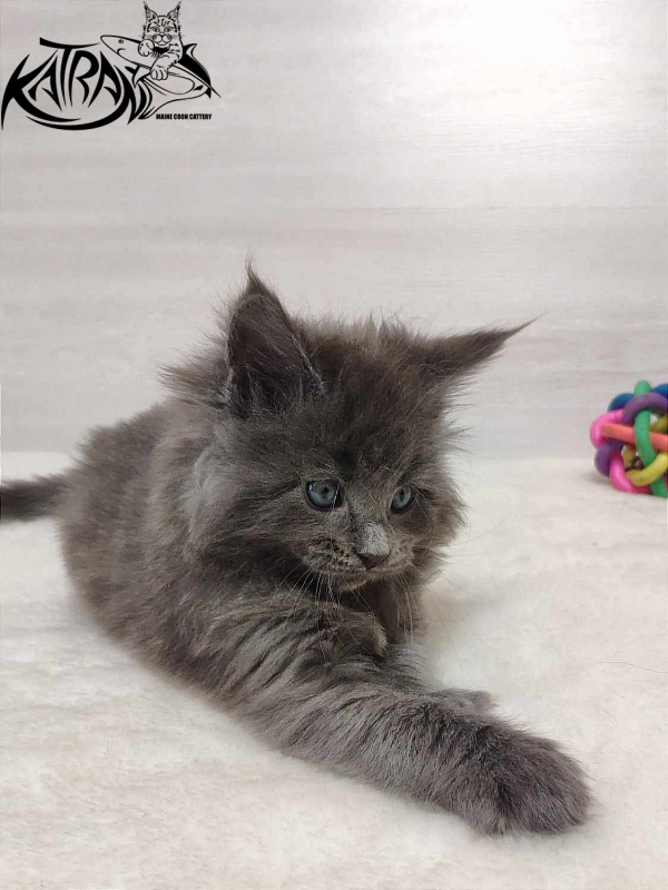 Katran Perseus - Kitten maine-coon 1 month
