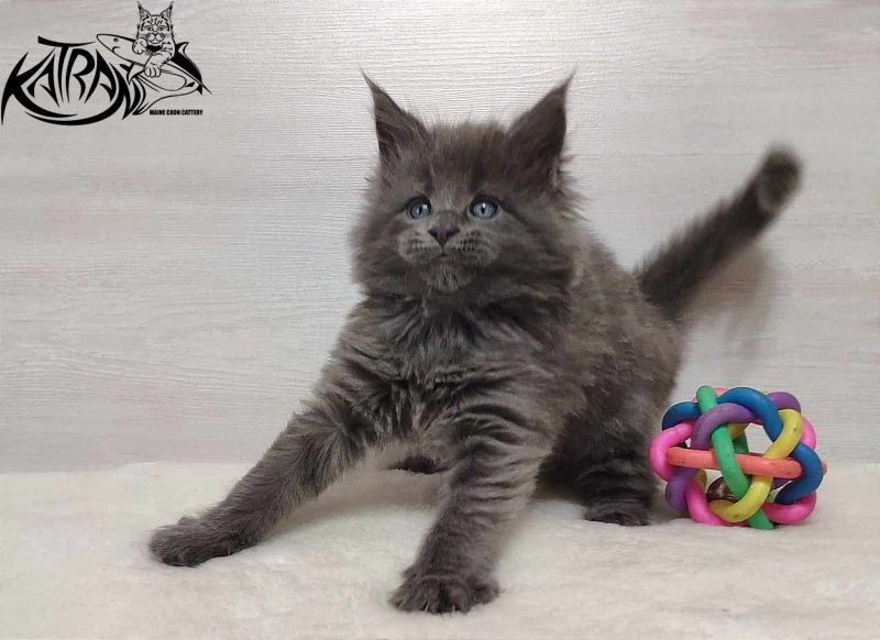 Katran Perseus - Kitten maine-coon 1 month