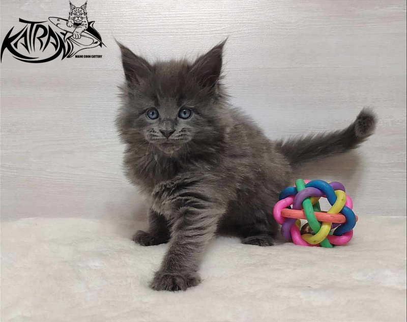Katran Perseus - Kitten maine-coon 1 month
