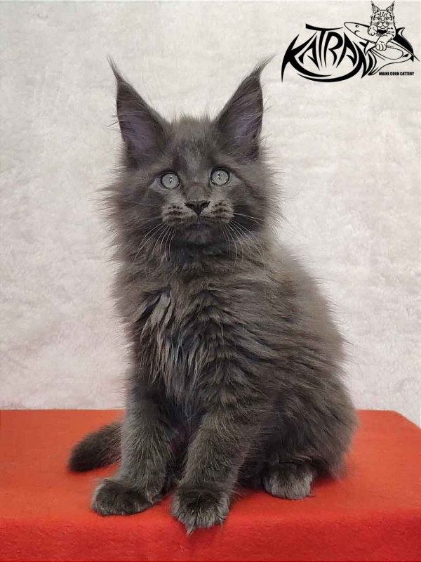 Katran Perseus - Kitten maine-coon 2 months