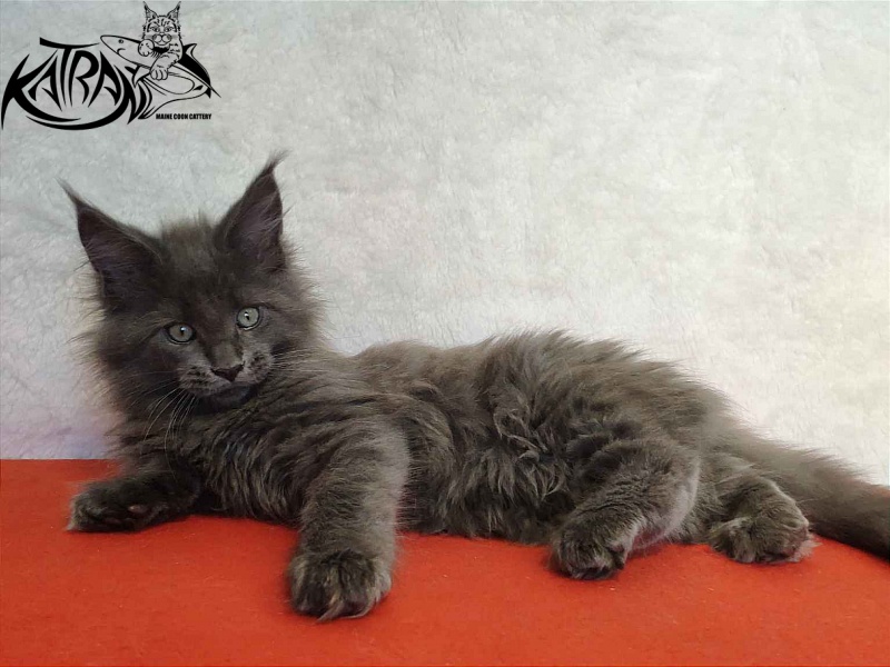 Katran Perseus - Kitten maine-coon 2 months