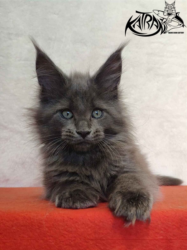 Katran Perseus - Kitten maine-coon 2 months