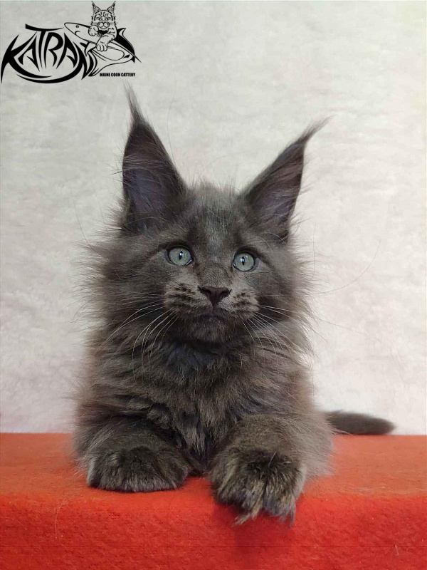 Katran Perseus - Kitten maine-coon 2 months