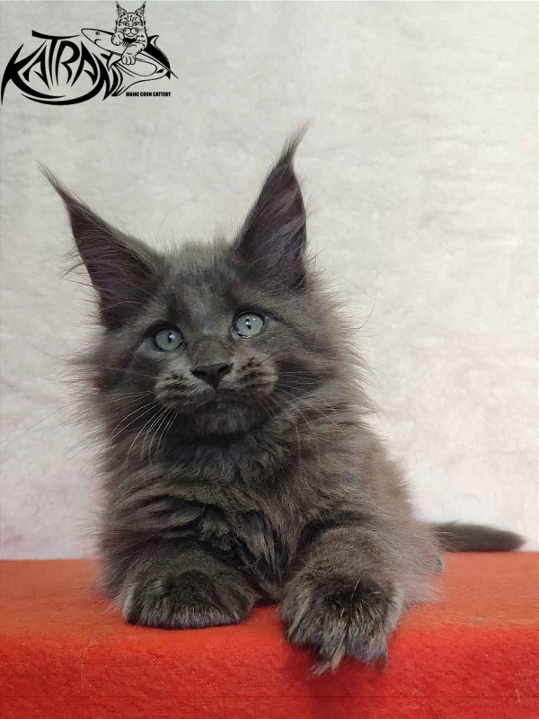 Katran Perseus - Kitten maine-coon 2 months