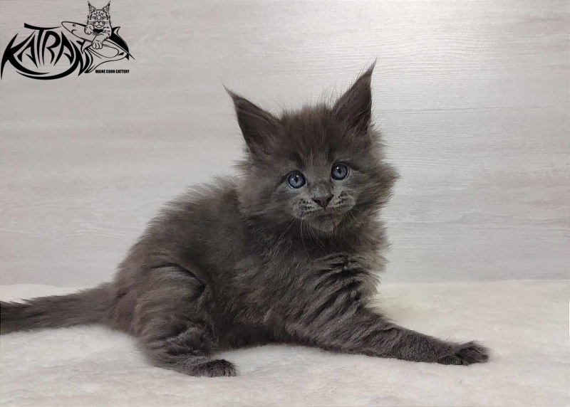 Katran Perseus - Kitten maine-coon 1 month