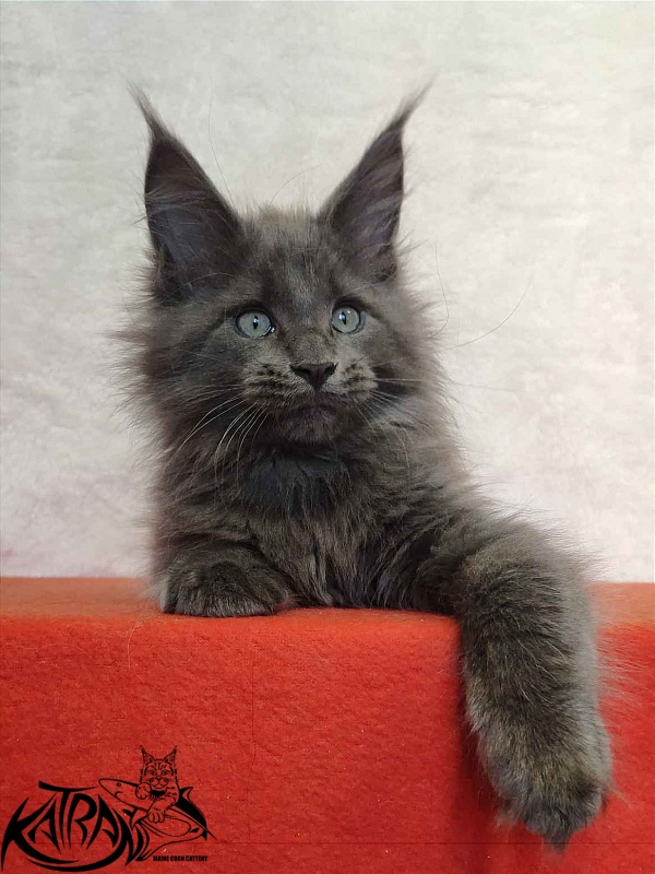 Katran Perseus - Kitten maine-coon 2 months