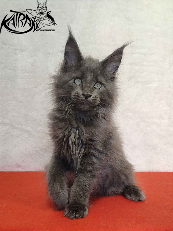 Katran Perseus - Kitten maine-coon 2 months