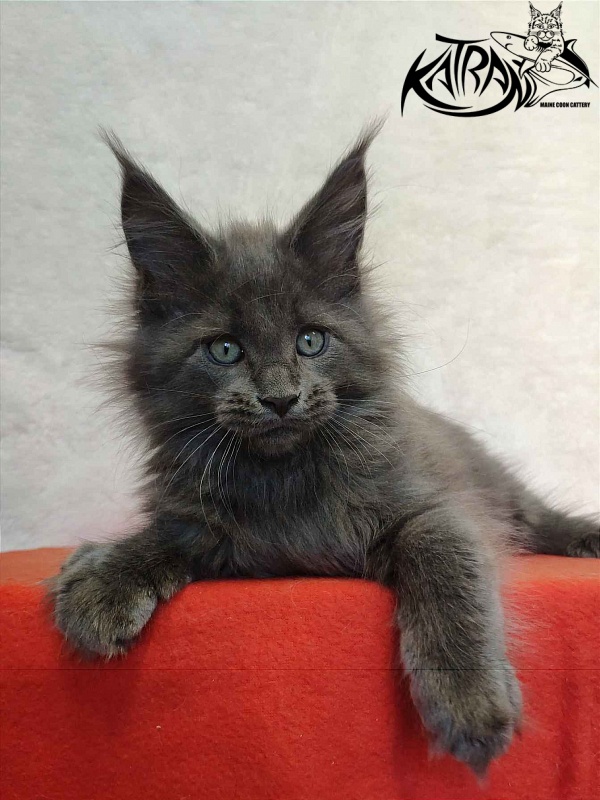 Katran Perseus - Kitten maine-coon 2 months