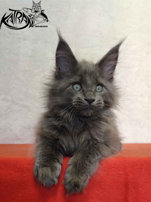 Katran Perseus - Kitten maine-coon 2 months