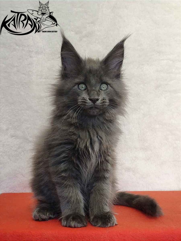 Katran Perseus - Kitten maine-coon 2 months