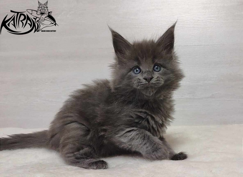 Katran Perseus - Kitten maine-coon 1 month