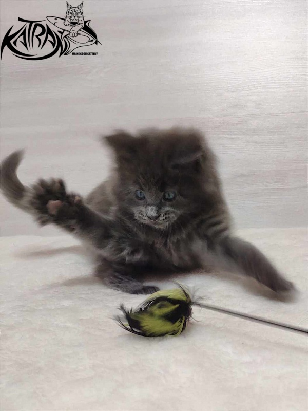 Katran Perseus - Kitten maine-coon 1 month