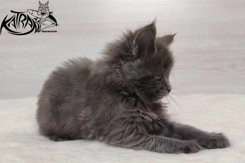 Katran Perseus - Kitten maine-coon 1 month
