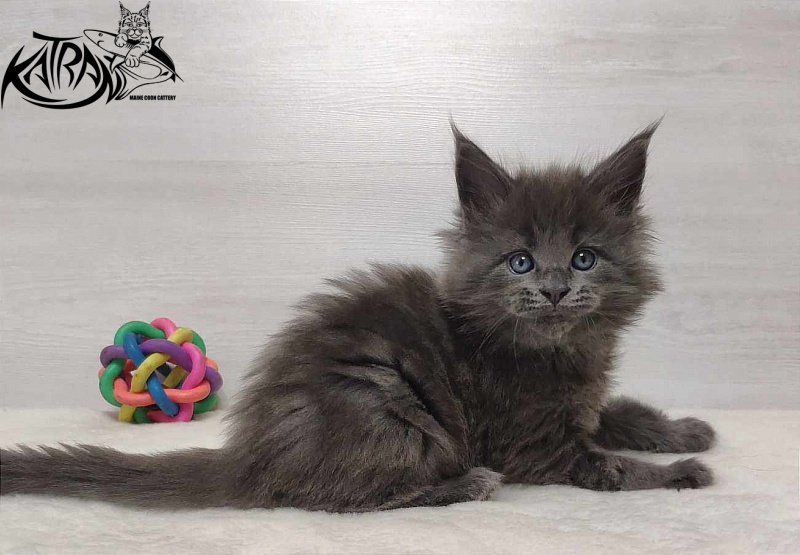 Katran Perseus - Kitten maine-coon 1 month