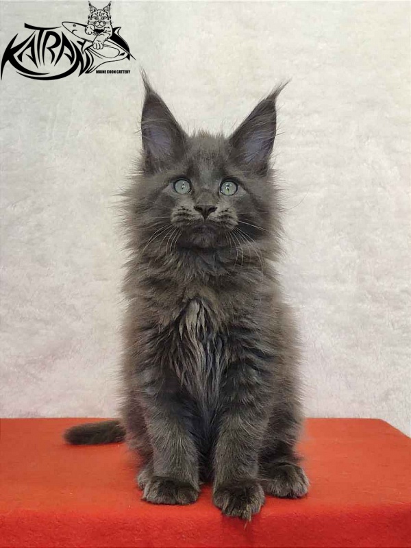 Katran Perseus - Kitten maine-coon 2 months