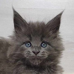 Katran Perseus