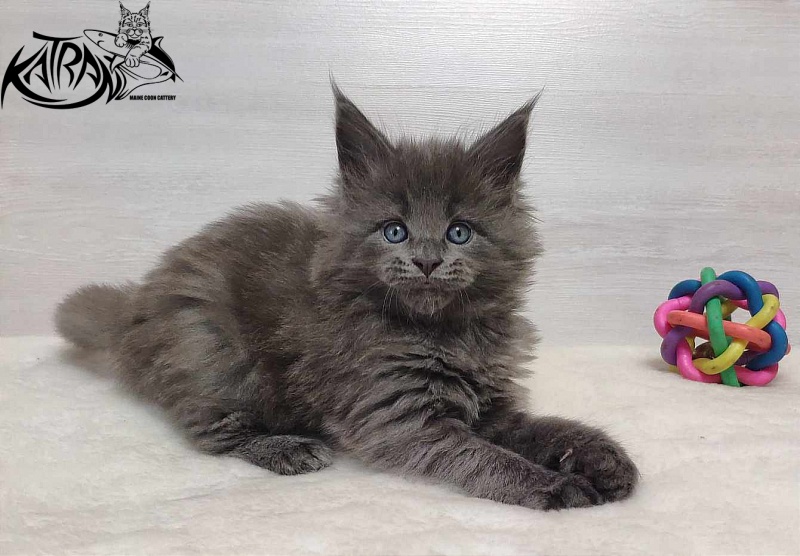 Katran Perseus - Kitten maine-coon 1 month
