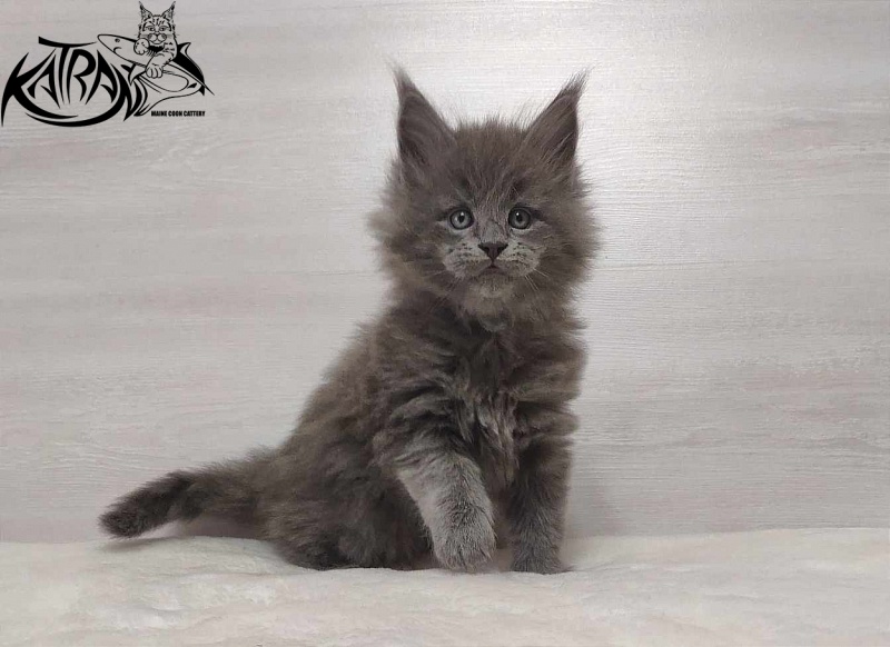 Katran Patriot - Kitten maine-coon 1 month