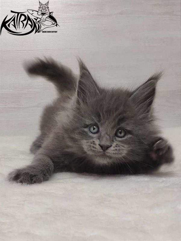 Katran Patriot - Kitten maine-coon 1 month