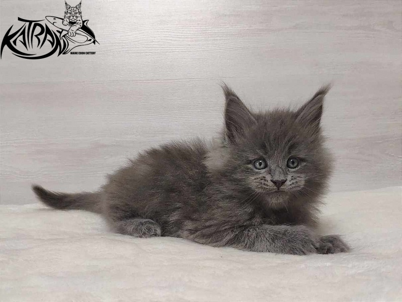 Katran Patriot - Kitten maine-coon 1 month