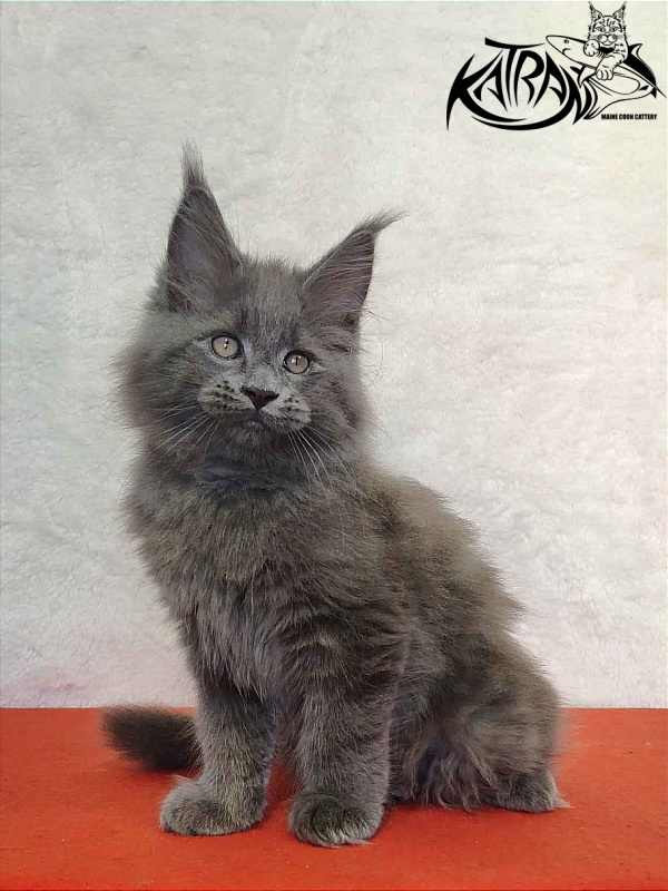 Katran Patriot - Kitten maine-coon 2 months