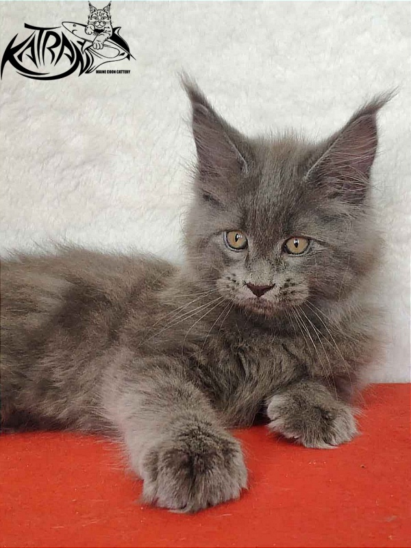Katran Patriot - Kitten maine-coon 2 months