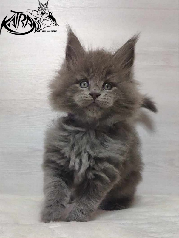 Katran Patriot - Kitten maine-coon 1 month
