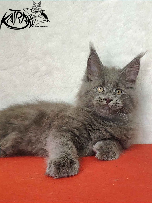Katran Patriot - Kitten maine-coon 2 months