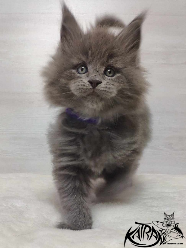 Katran Patriot - Kitten maine-coon 1 month