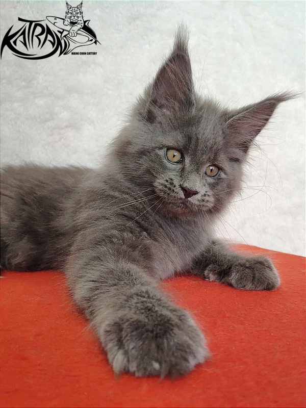 Katran Patriot - Kitten maine-coon 2 months