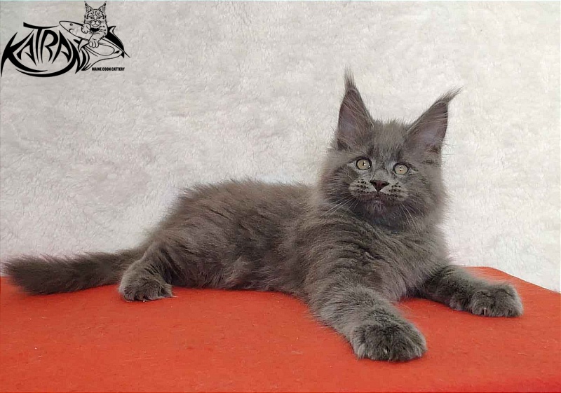 Katran Patriot - Kitten maine-coon 2 months