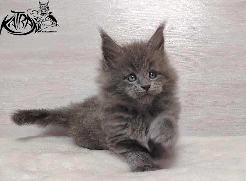 Katran Patriot - Kitten maine-coon 1 month