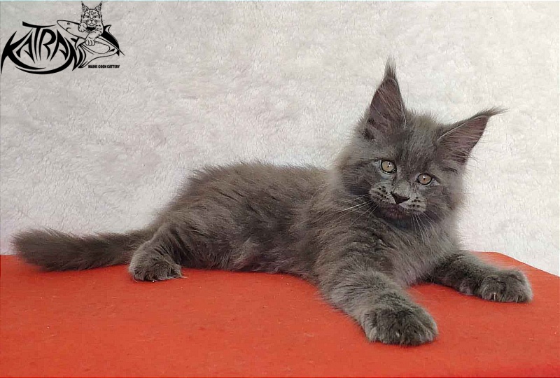 Katran Patriot - Kitten maine-coon 2 months