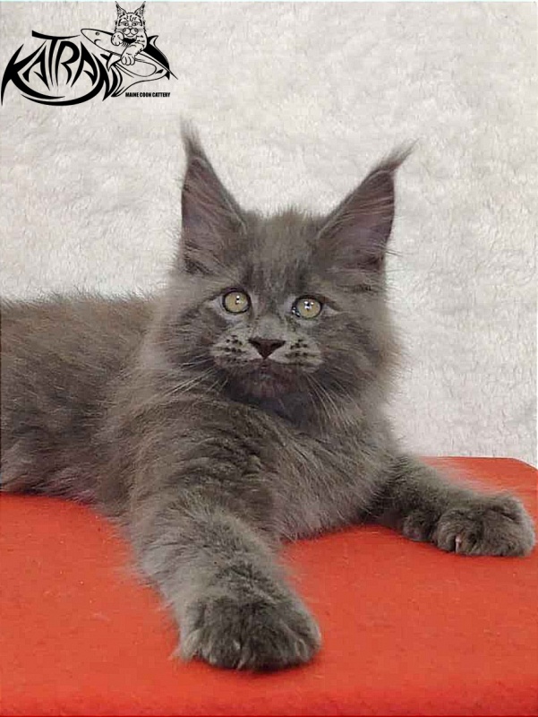 Katran Patriot - Kitten maine-coon 2 months