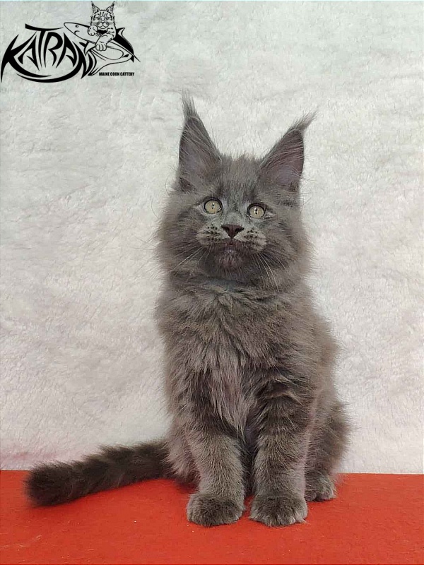 Katran Patriot - Kitten maine-coon 2 months