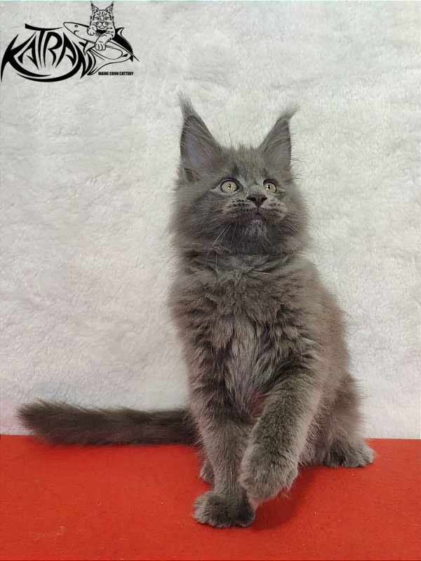 Katran Patriot - Kitten maine-coon 2 months