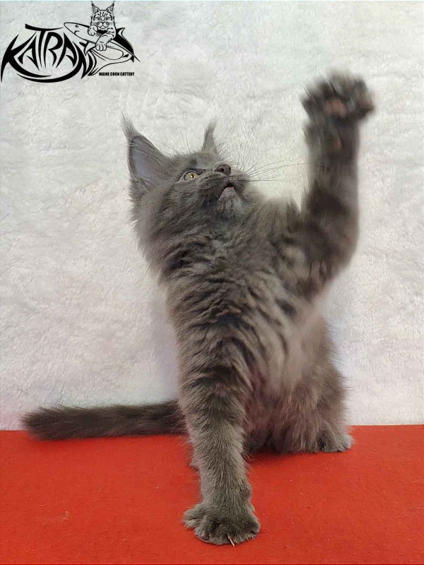 Katran Patriot - Kitten maine-coon 2 months