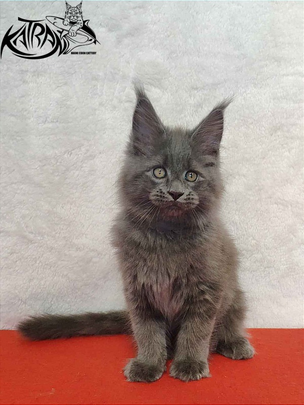 Katran Patriot - Kitten maine-coon 2 months