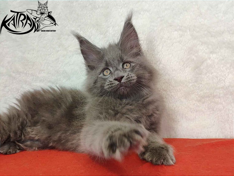 Katran Patriot - Kitten maine-coon 2 months