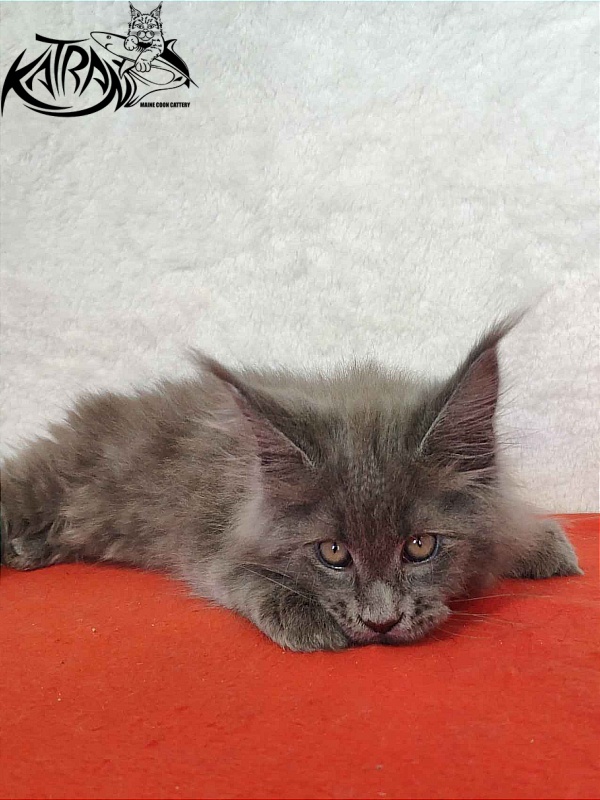 Katran Patriot - Kitten maine-coon 2 months